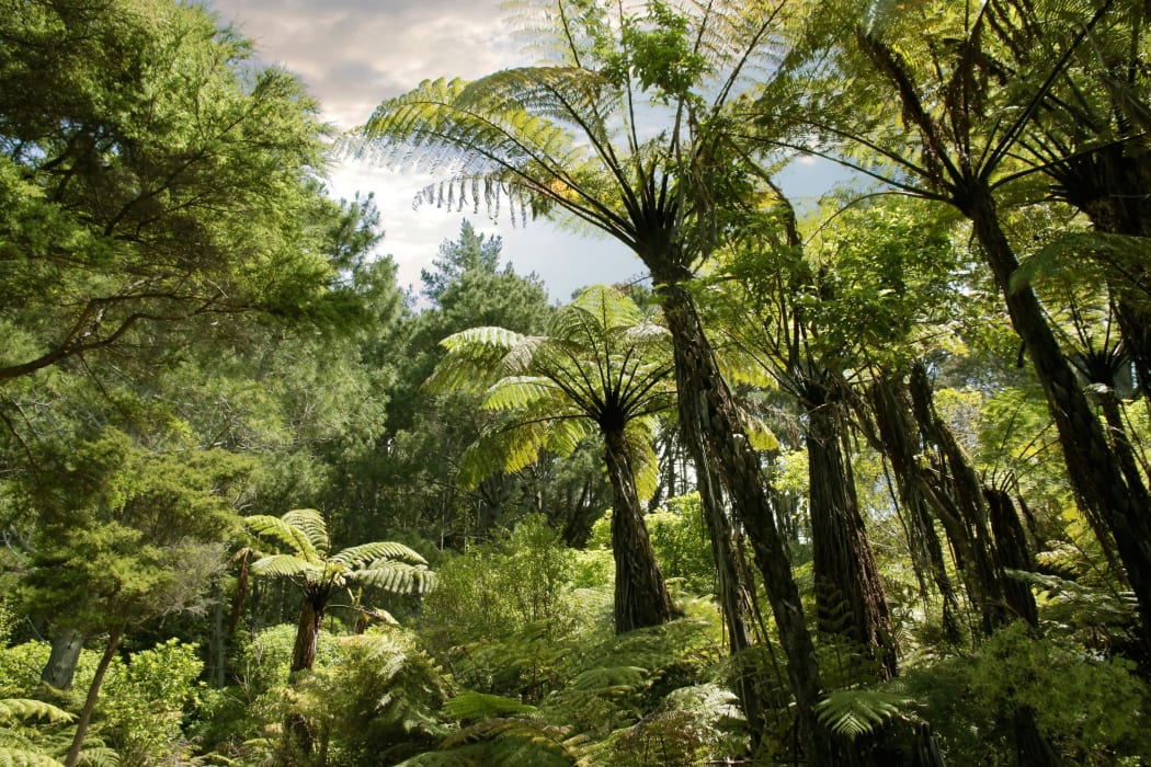Forest near Hahei, Coromandel Peninsula, New Zealand