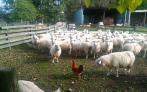 Roger the Rooster, who helps herd Steve Wyn Harris herd his sheep in Hawkes Bay