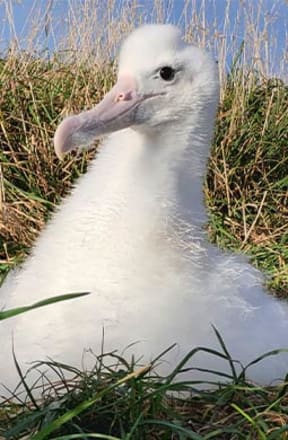 Kaewa the chick, a toroa or northern royal albatross, at the colony at Otago's Pukekura/ Taiaroa Head, during the 2024/2025 breeding season.