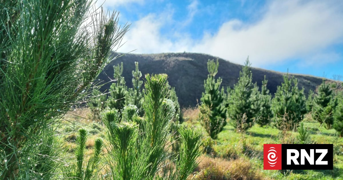 Ikea has 43,000 hectares of forest in New Zealand - we went to have a look