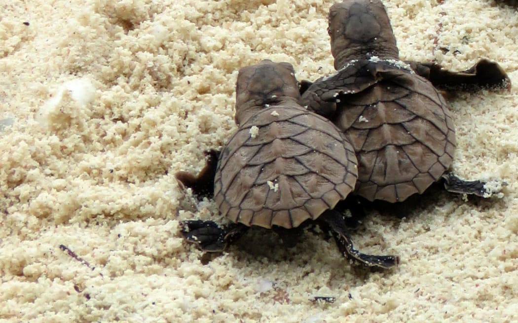 Baby hawksbill sea turtles crawling to the sea after hatching in the Arnavon Islands.
