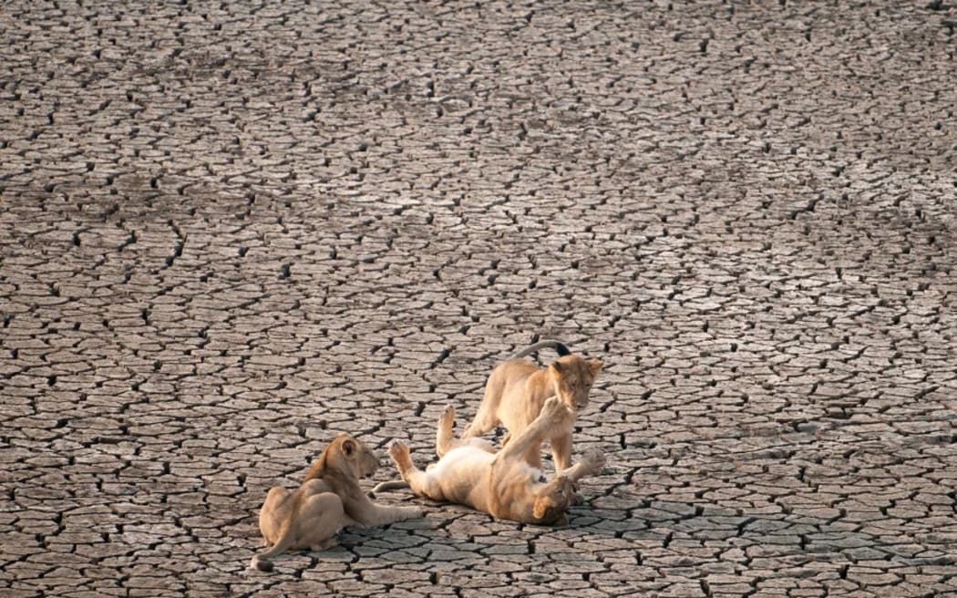 Asiatic lions playing at Gir National Park. Robin C Hamilton