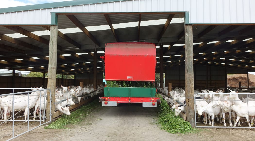 Silage wagon delivers green fodder to goats in pens either side