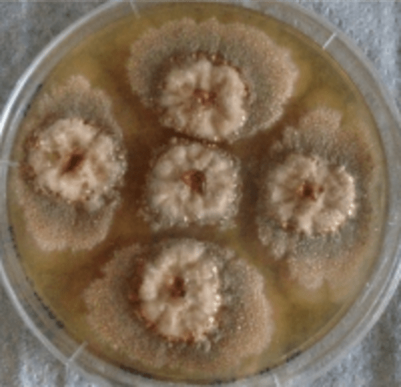 The fungi Hypoxylon ulicicidum produces a potentially useful group of compounds known as indole diterpenes.