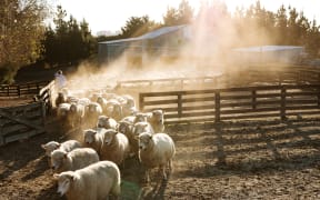 Sheep yards Tapahia