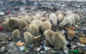 A picture taken in 31 October, 2018 shows polar bears feeding at a garbage dump near the village of Belushya Guba. Scientists say conflicts with ice-dependent polar bears will increase in the future due to Arctic ice melting and a rise of human presence in the area.