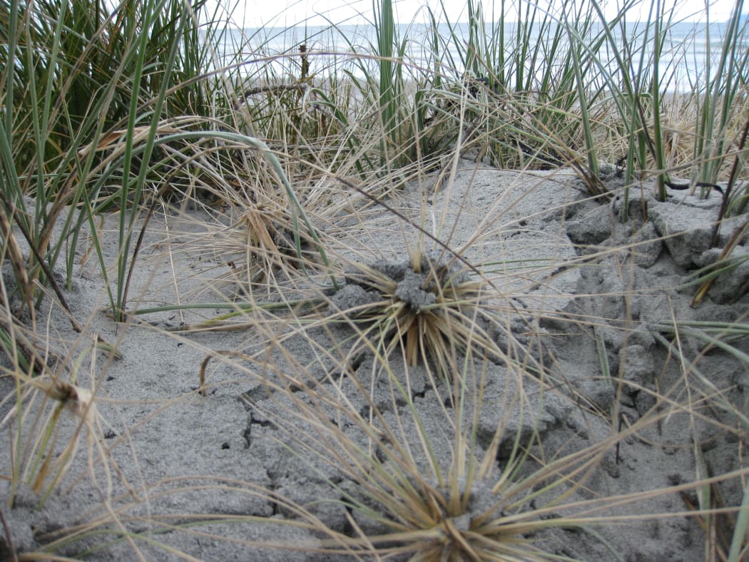Spinifex seed heads trapped in sand with adult plants behind. Spinifex is native to New Zealand.