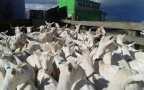 Part of Stuart Clarke's goat herd, ready for evacuation from flooding in the Waikato.