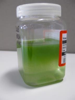 A sample of the potentially toxic algae.