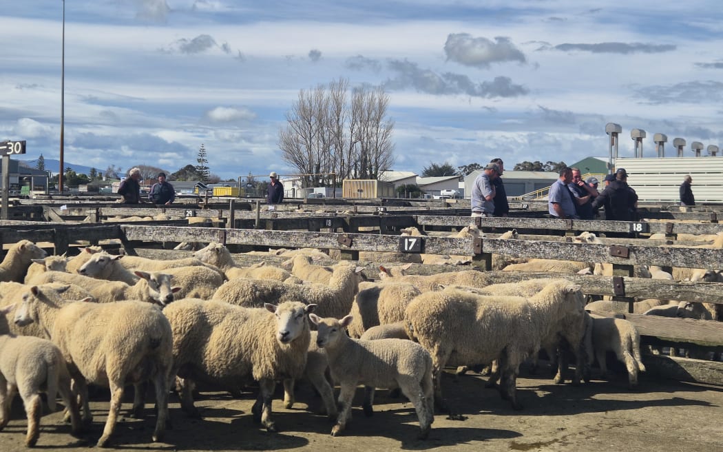 Dry conditions in Manawatū have seen an increase in sales of ewes with lambs underfoot like these ones.