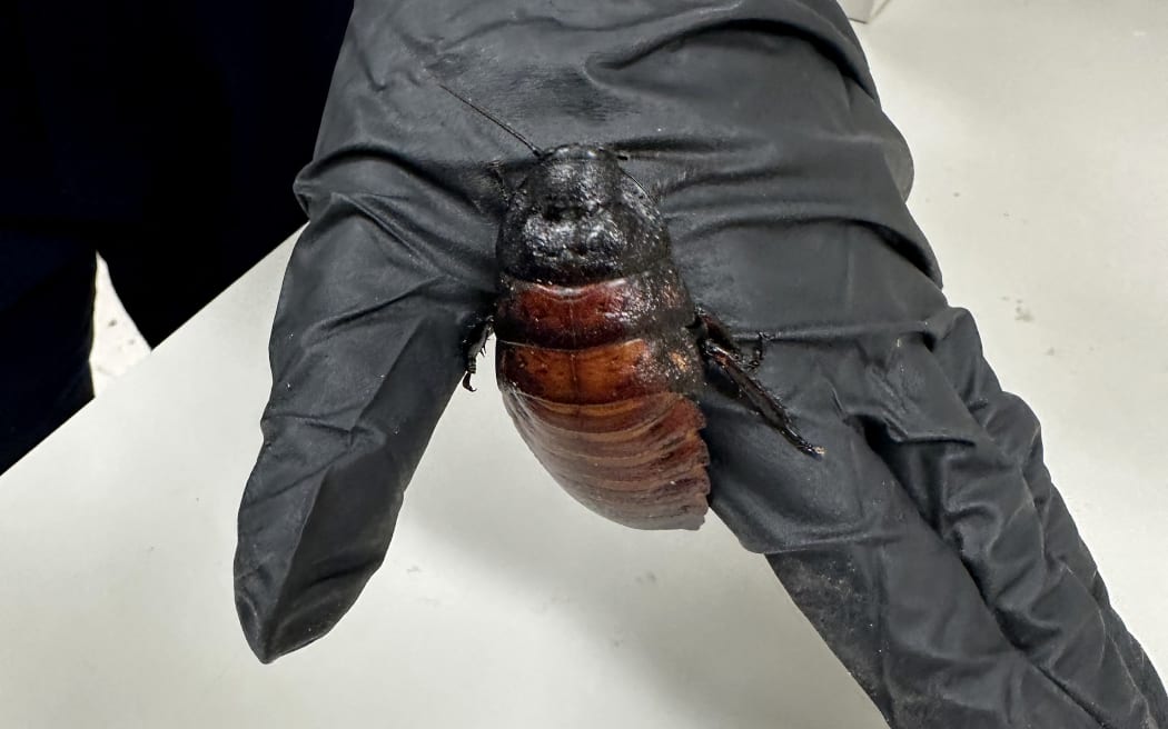 A handout photo taken on May 26, 2026 and received on June 5, 2026 from the Australian Department of Climate Change, Energy, Environment and Water (DCCEEW) shows some of the 100,000 contraband cockroaches found in a raid on a commercial breeder in the town of Bathurst, west of Sydney. Wildlife officers have busted an illegal cockroach-breeding operation in rural Australia, seizing a skin-crawling haul worth $100,000 (71,000 US dollars) on the black market for exotic bugs. They found Madagascar “hissing” cockroaches, a bulky insect named for its noisy defence mechanism, and dubia cockroaches, an invasive critter bred as a snack for pet lizards. (Photo by Handout / Australian Department of Climate Change, Energy, Environment and Water / AFP) / ——EDITORS NOTE ——RESTRICTED TO EDITORIAL USE MANDATORY CREDIT ” AFP PHOTO / AUSTRALIAN DEPARTMENT OF CLIMATE CHANGE, ENERGY, ENVIRONMENT AND WATER” NO MARKETING NO ADVERTISING CAMPAIGNS - DISTRIBUTED AS A SERVICE TO CLIENTS