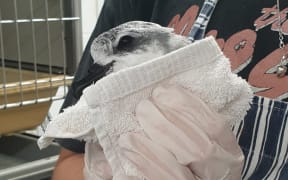 A seabird is held in a towel by a person wearing gloves and an apron.