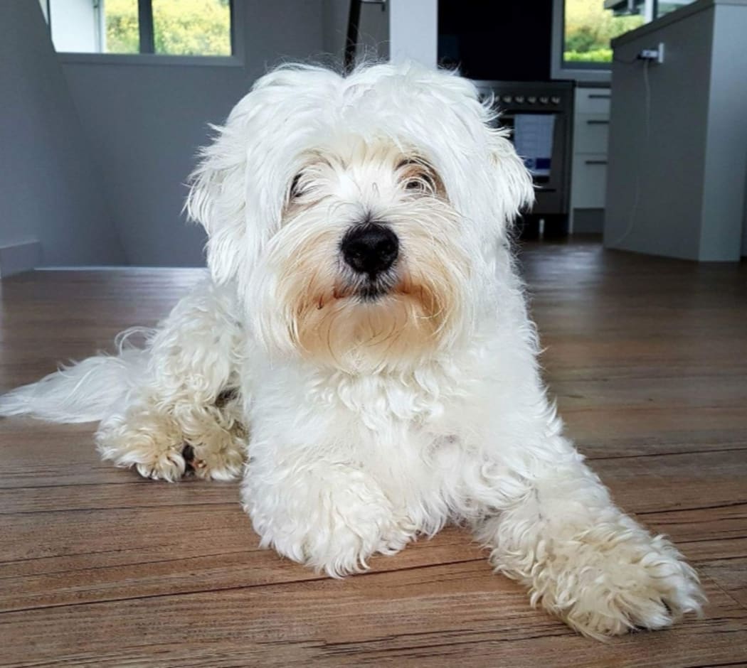 Snoopy from Nelson has his pet sharing dates at Waimea Intermediate and brings joy and calm to the students involved.