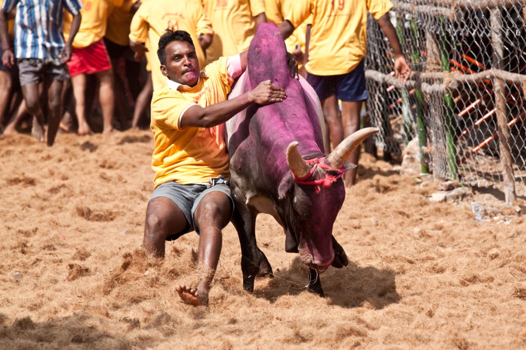 Jallikattu- Bull Festival, Avaniyapuram near Madurai, Tamil Nadu, India
