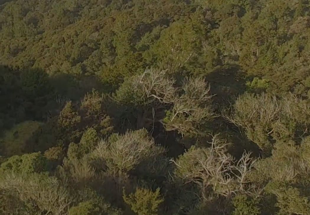 A screenshot from the drone footage.