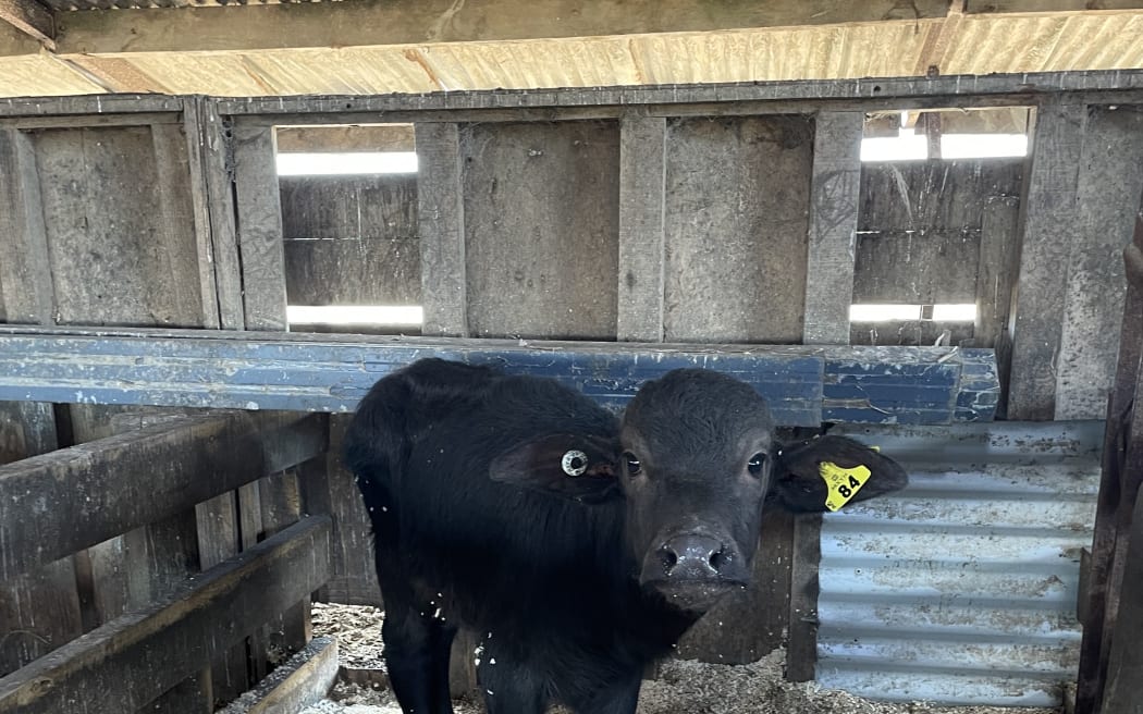 A two-week old water buffalo calf.