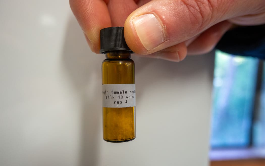 A close-up of a hand holding a small brown glass vial with a label on it that reads "Virgin female redback silk 10 webs rep 4"
