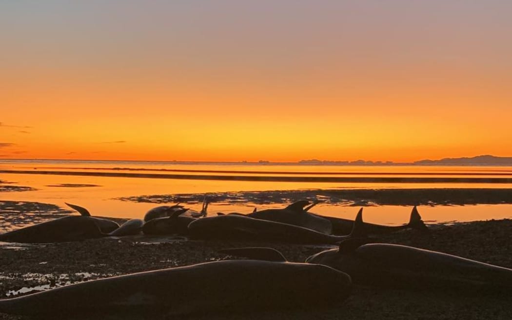 A pod of pilot whales that stranded twice outside Juan Fernández' home between Pakawau and Puponga in Golden Bay.