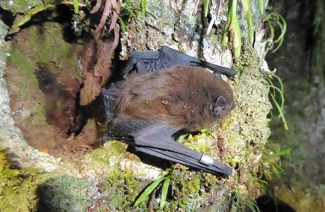 New Zealand’s long-tailed bat (Chalinolobus tuberculatus).