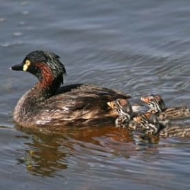 Photo for Australasian little grebe