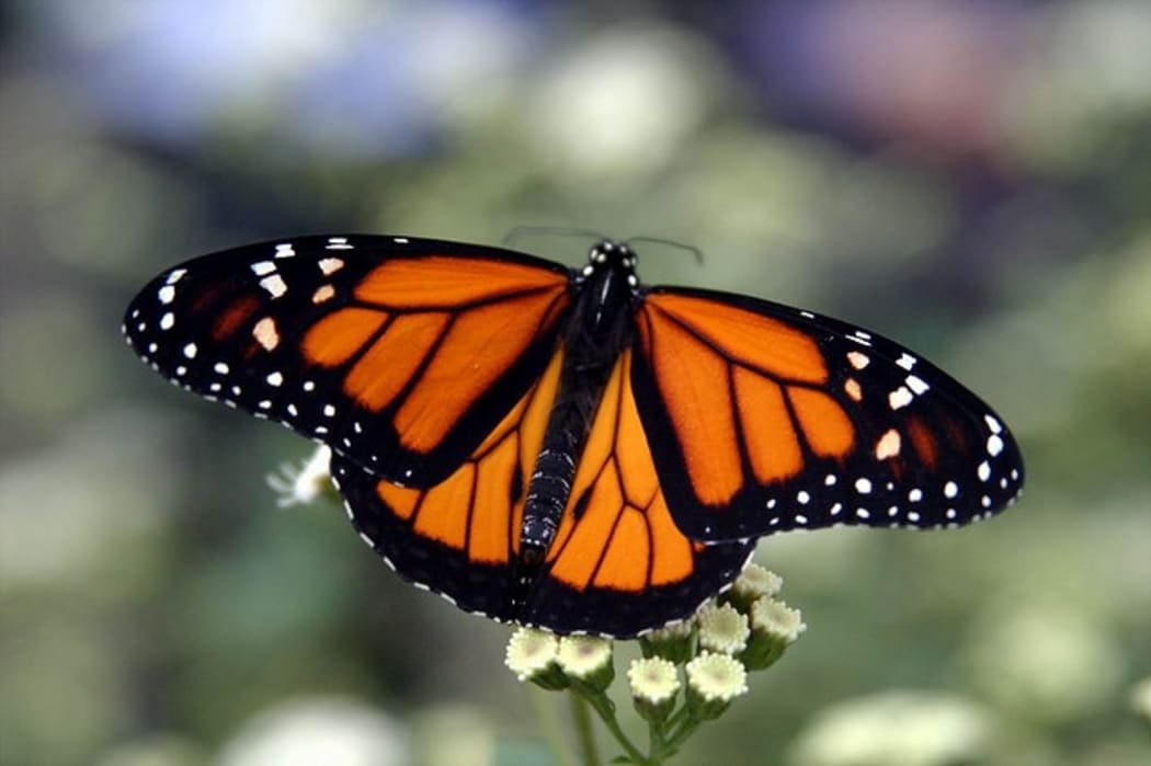 The Universal Monarch