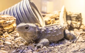EcoWorld owner John Reuhman emailed media outlets in 2021 claiming more than 100 animals at the aquarium would have to be “slaughtered” as his lease wasn’t being renewed. (File photo)