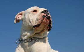 An American bulldog (file)