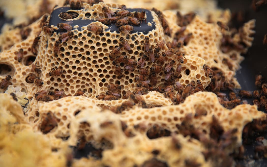 120314. Photo Diego Opatowski / Radio NZ. Beekeeper Colin Pearce working with his honey bees.