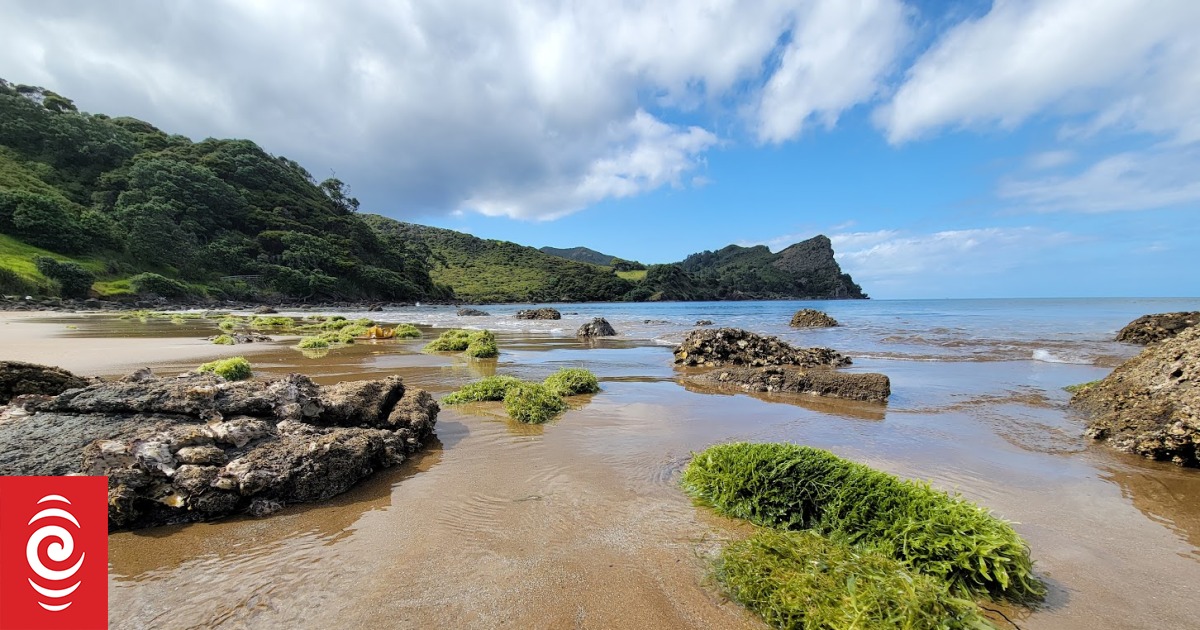 Fears invasive seaweed could spread through Hauraki Gulf - Vimarsana News