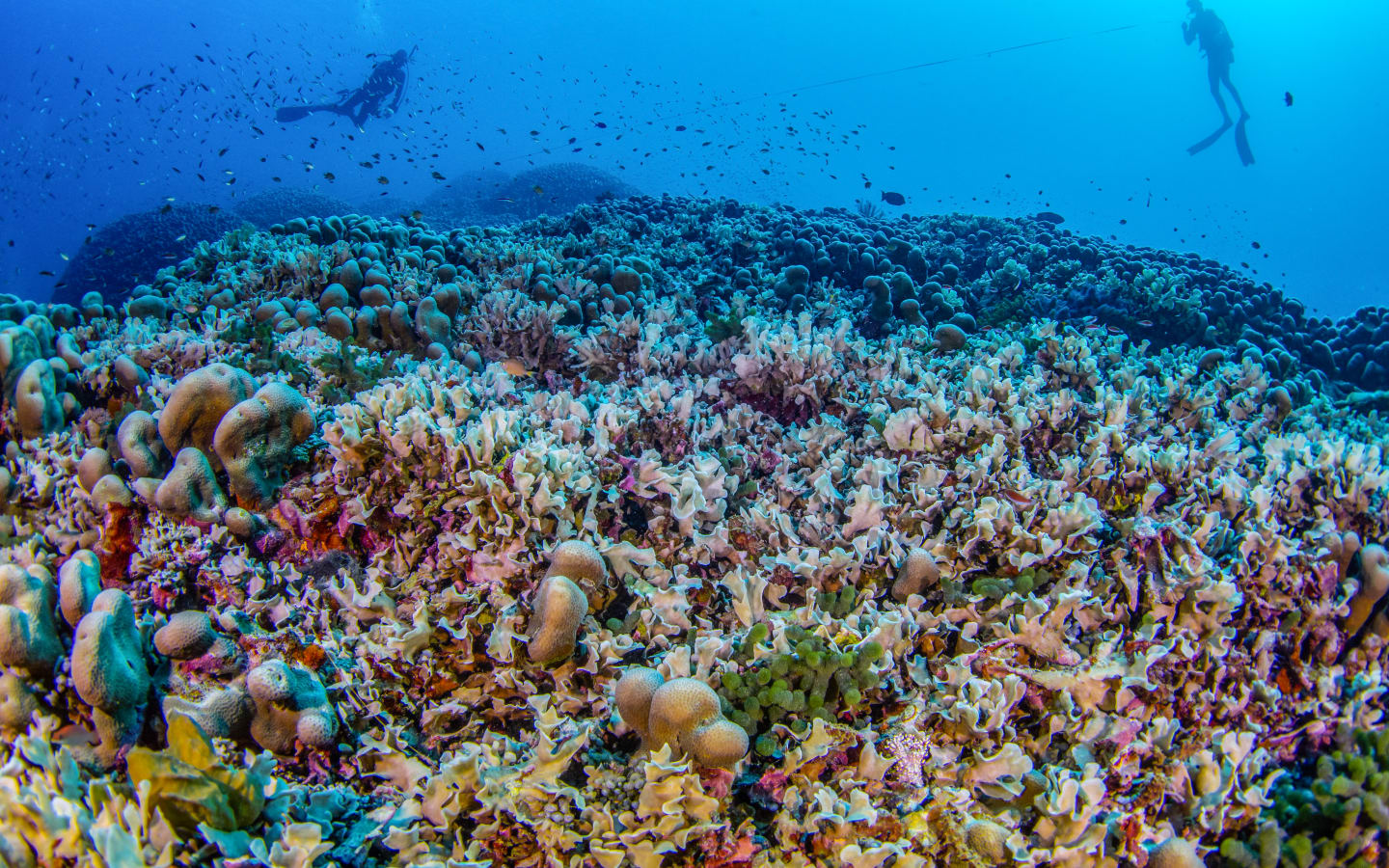 PERMITTED USE: This National Geographic image may be downloaded or is otherwise provided at no charge for editorial coverage or promotion of Pristine Seas/National Geographic Society. Distribution, sub-licensing, sale, resale or any commercial use of the images is prohibited.  

REQUIRED CREDIT AND CAPTION: Any and all image uses must include a caption referencing National Geographic’s Pristine Seas program and be properly credited as noted in the file-name and metadata.

DEFAULT: Failure to comply with the prohibitions and requirements set forth above will obligate the individual or entity receiving this image to pay a fee as determined by National Geographic.