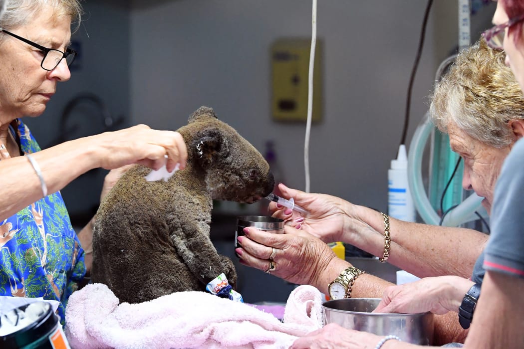 A dehydrated and injured Koala receives treatment at the Port Macquarie Koala Hospital in Port Macquarie on November 2, 2019, after its rescue from a bushfire.