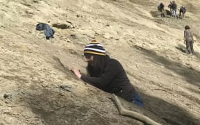Intensive collecting efforts have unearthed exceptionally preserved specimens of ancestral penguins and other marine bird lineages.