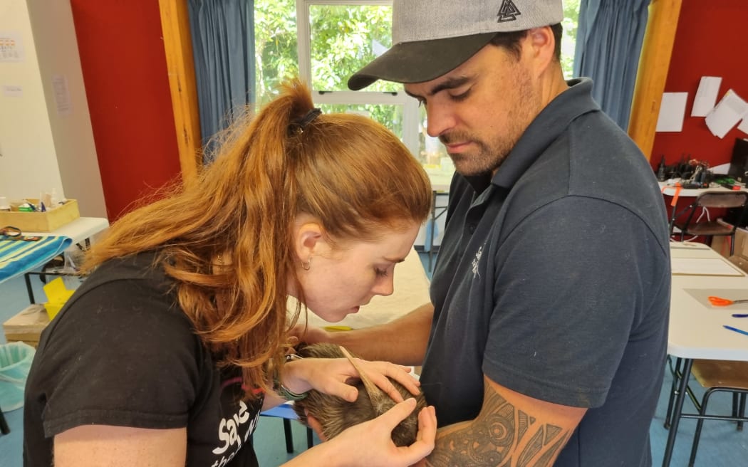 Save the Kiwi staff checking on a kiwi at Pukeatua School on 11 April, 2024, ahead of a major project to move up to 300 kiwis off the Sanctuary Mountain Maungatautari.