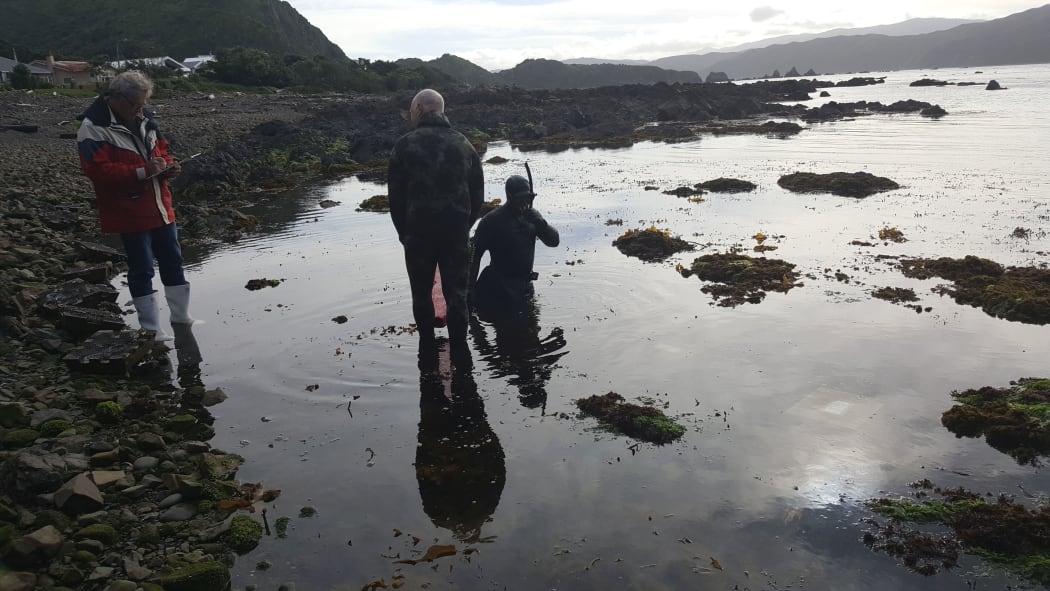 Reyn Naylor (left) and divers Peter Notman and Tom McCowan checking pāua 'houses' during a king low tide on Wellington's south coast.