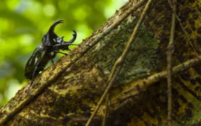 Rhinoceros Beetle on trunk Borneo Danum Valley Malaysia.