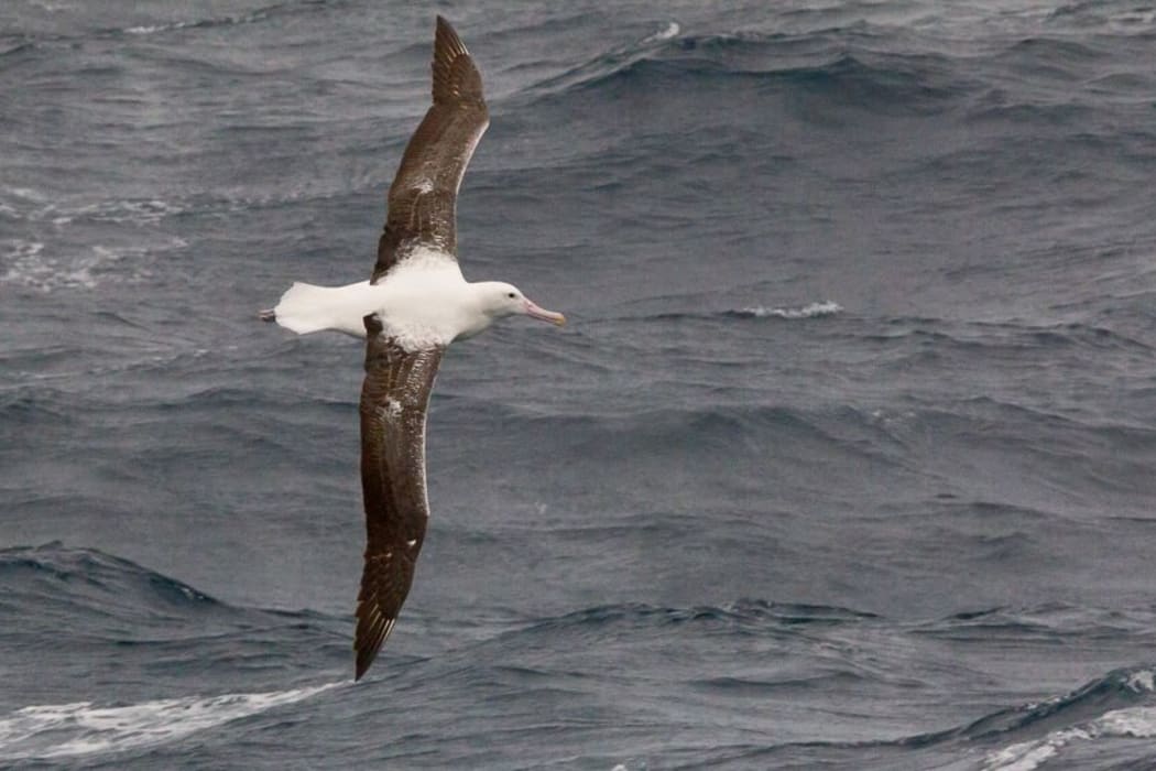 Wandering Albatross
