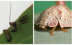 Eadya daenerys wasp  (left) and the Australian eucalyptus tortoise beetle.