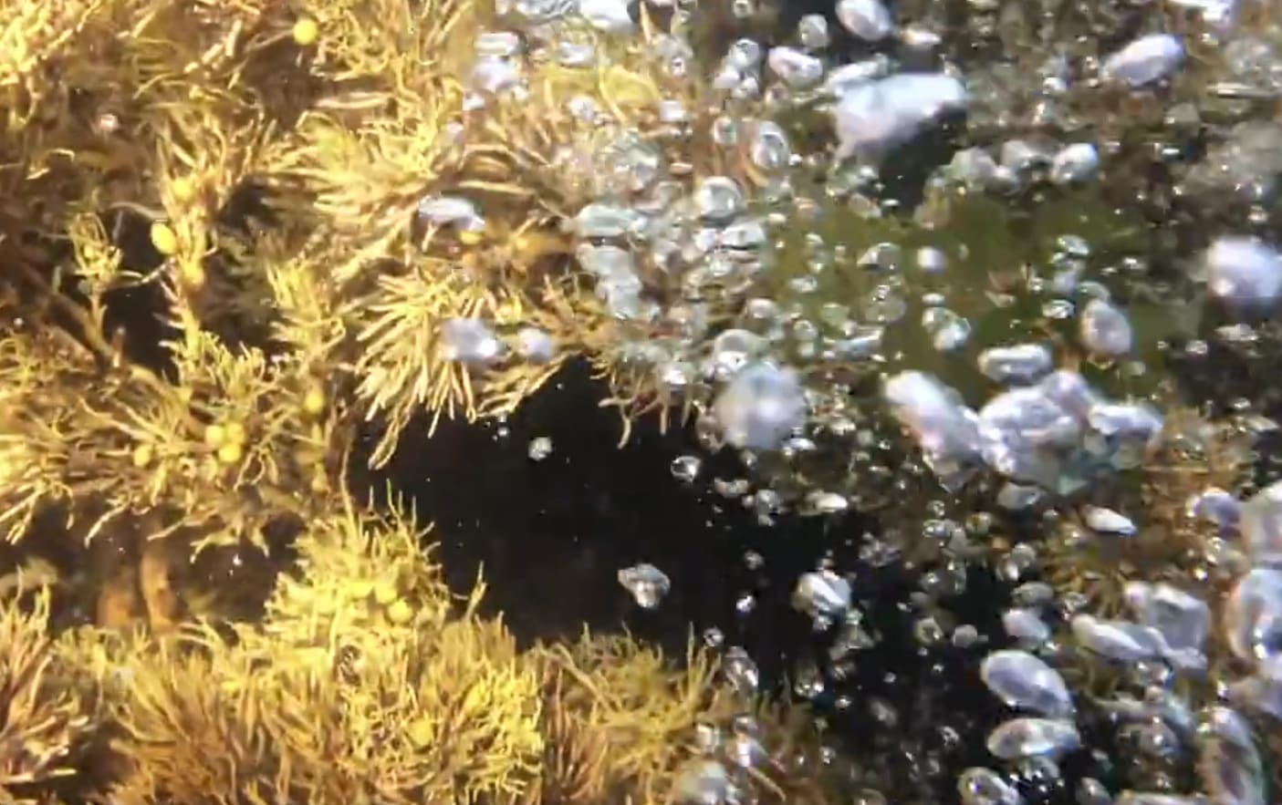 Kaikoura bubbles