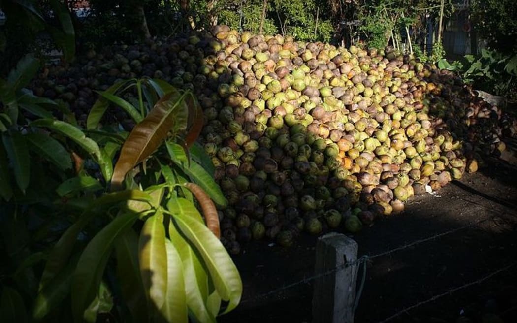Coconuts pile on a yard ready for processing.