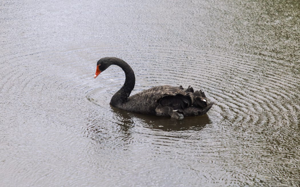 Western Springs Park, black swan