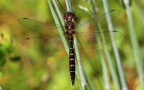 Smiths Dragonfly