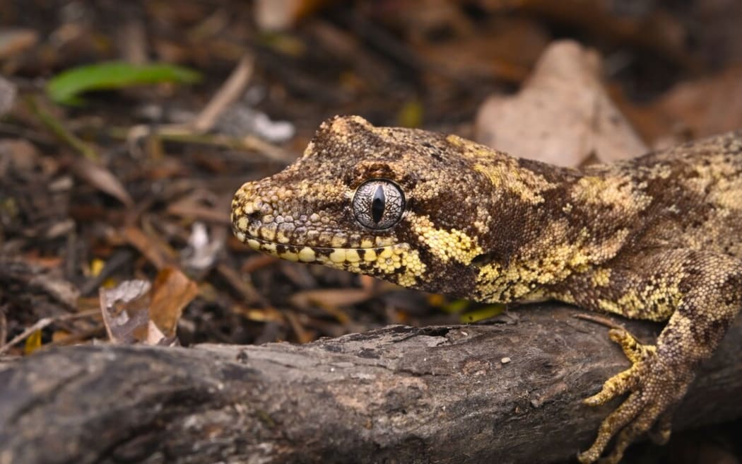Forest Gecko (Mokopirirakau granulatus)