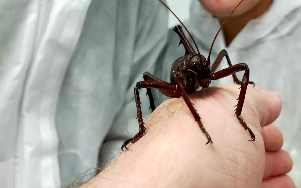 A Mahoenui giant wētā.