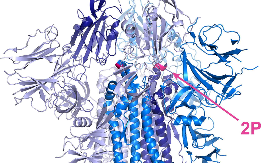 Picture of covid protein spike using Alphafold 3D modelling programme