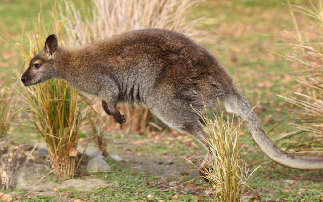 A Bennett's wallaby in full hop. The animals are considered a pest because of the impact they have on the environment.