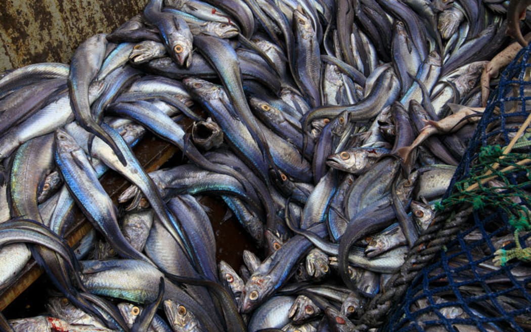 The role of certification schemes in preserving fish stocks | RNZ
