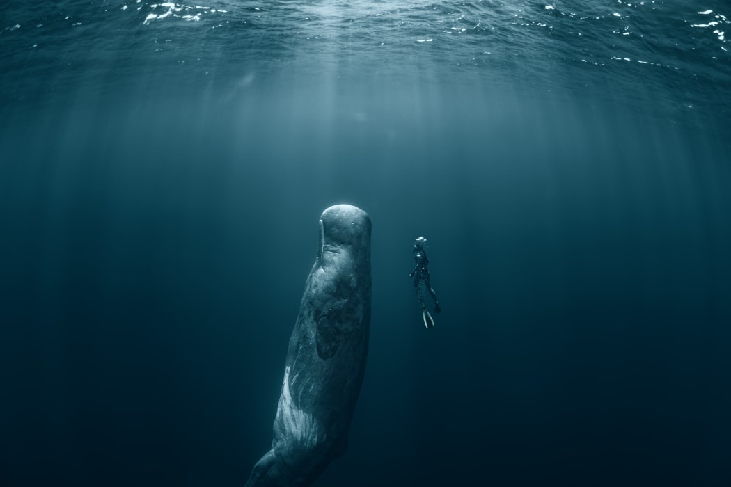 The Deep Sea Mining Campaign warns that if nodule mining is allowed to take place in the Pacific Ocean, species such as the Sperm Whale could be adversely affected.