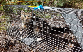 Nelson Tasman has already taken some steps to formalise feral cat control a year before the Government changed its policy.