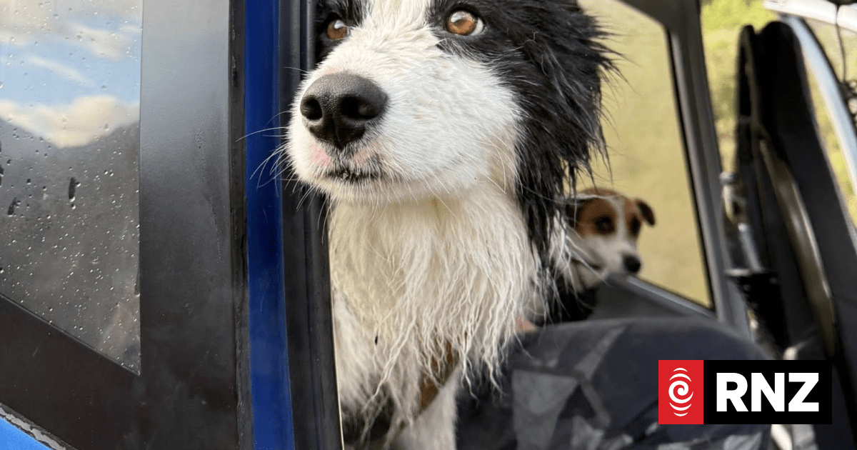 Border collie found one week after owner falls down waterfall in alpine backcountry