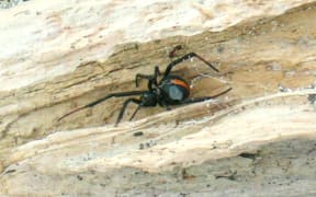 Katipō spider on a piece of driftwood